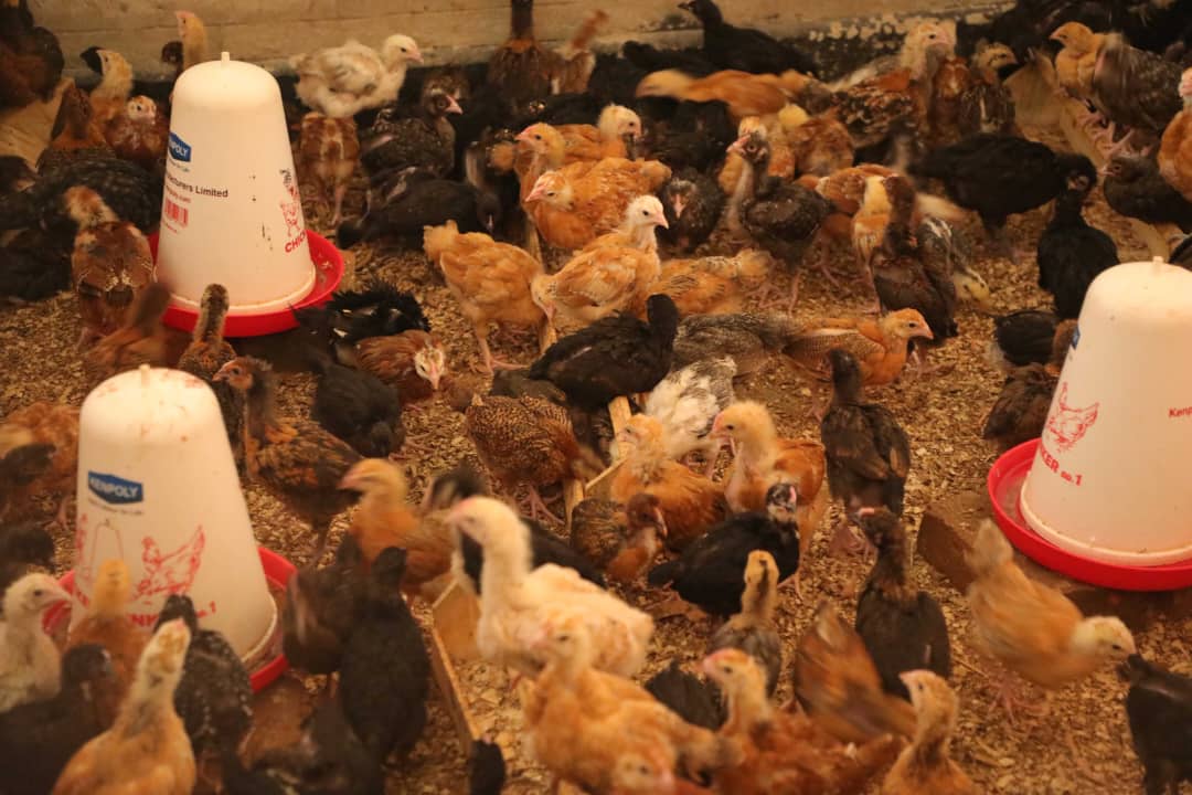 Hen rearing area